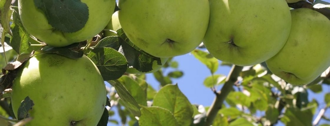 Cider Page Photo