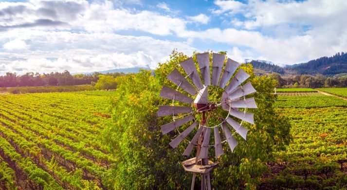 Titus Vineyards