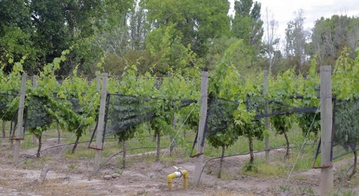 Bodegas Luminis / Allamand Wines