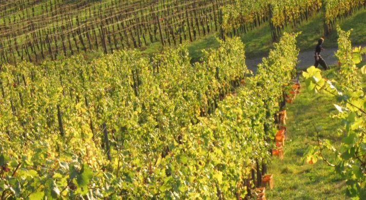 Weingut Sybille Kuntz