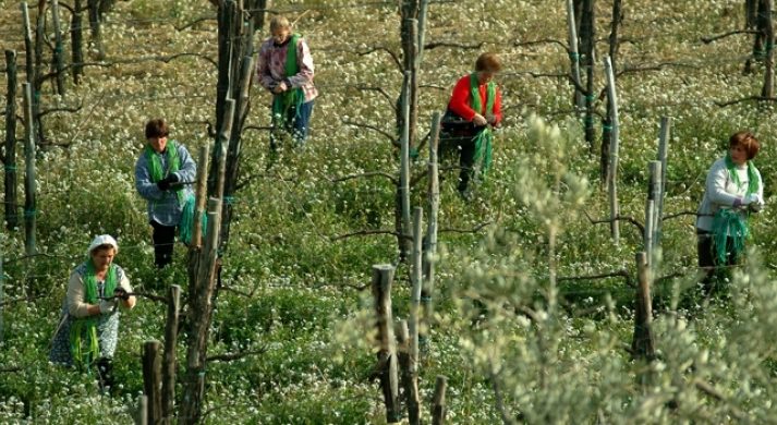 Fattoria La Rivolta