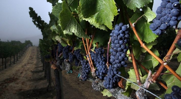 Luli Wines