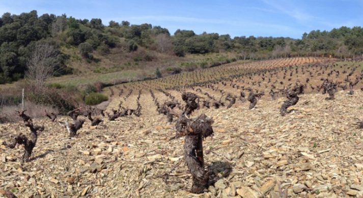 Bodegas y Viñedos Mengoba, Grégory Pérez