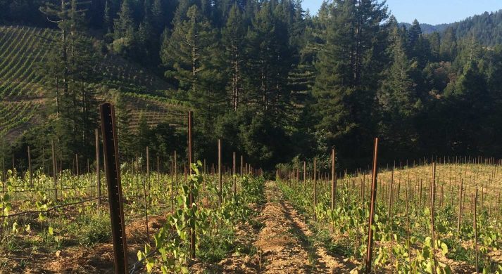 Porter-Bass Winery and Poco a Poco