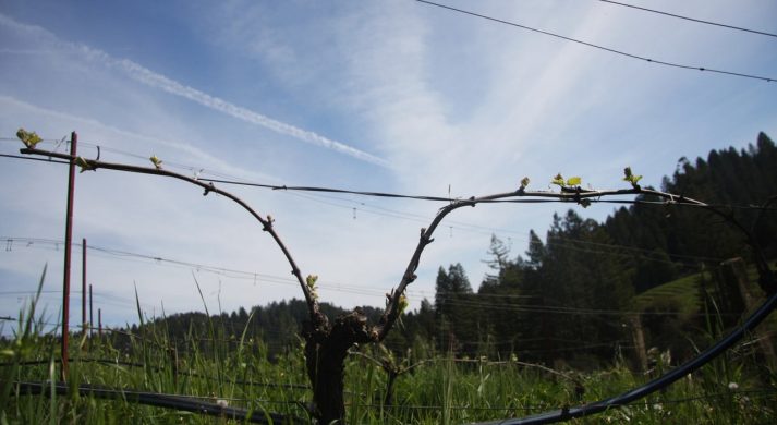 Porter-Bass Winery and Poco a Poco