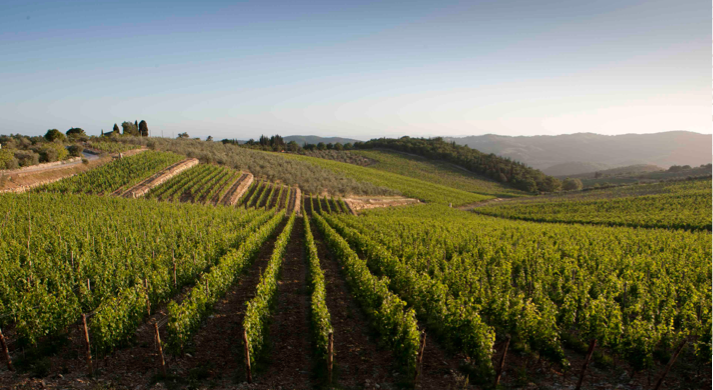 Bodan Roan Wines