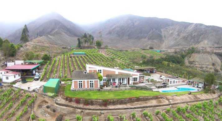Pisco LOGIA